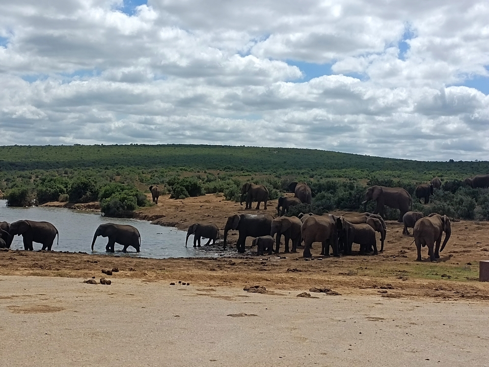 A group of elephants drinking from a body of water.