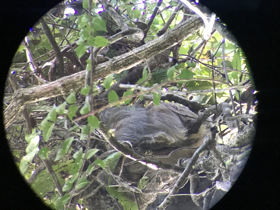 A sloth hidden among thick branches in the forest.
