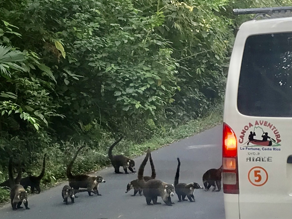 A group of animals crossing a road next to a parked van.