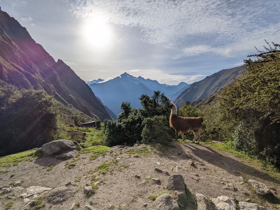 A llama on a mountain path overlooking a vast valley.