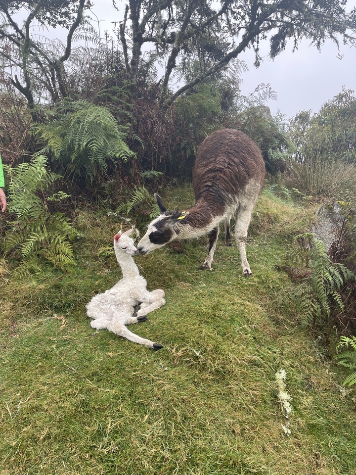A llama nuzzling its baby in a grassy area.