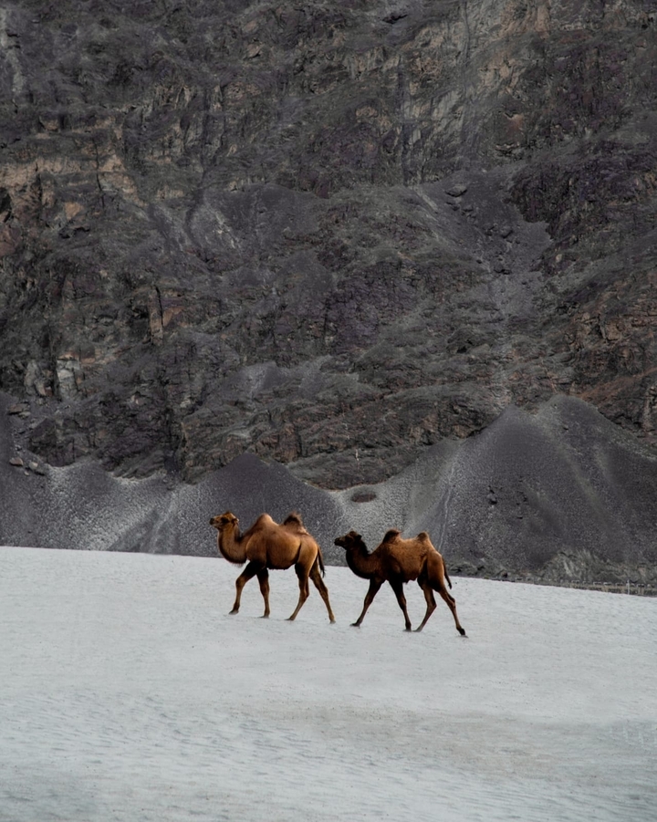 Two Bactrian camels walk across pale sand with a stark grey rocky cliff rising behind them.