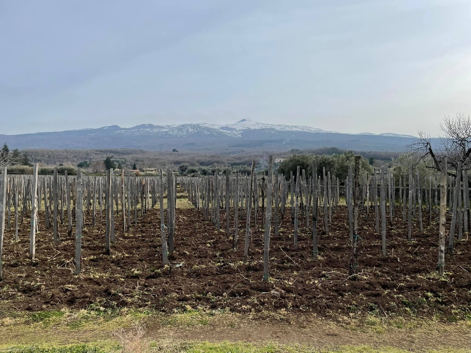 Vineyards with Mount Etna in the background.