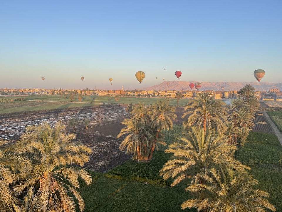 Hot air balloons over fields and palm trees during sunrise.