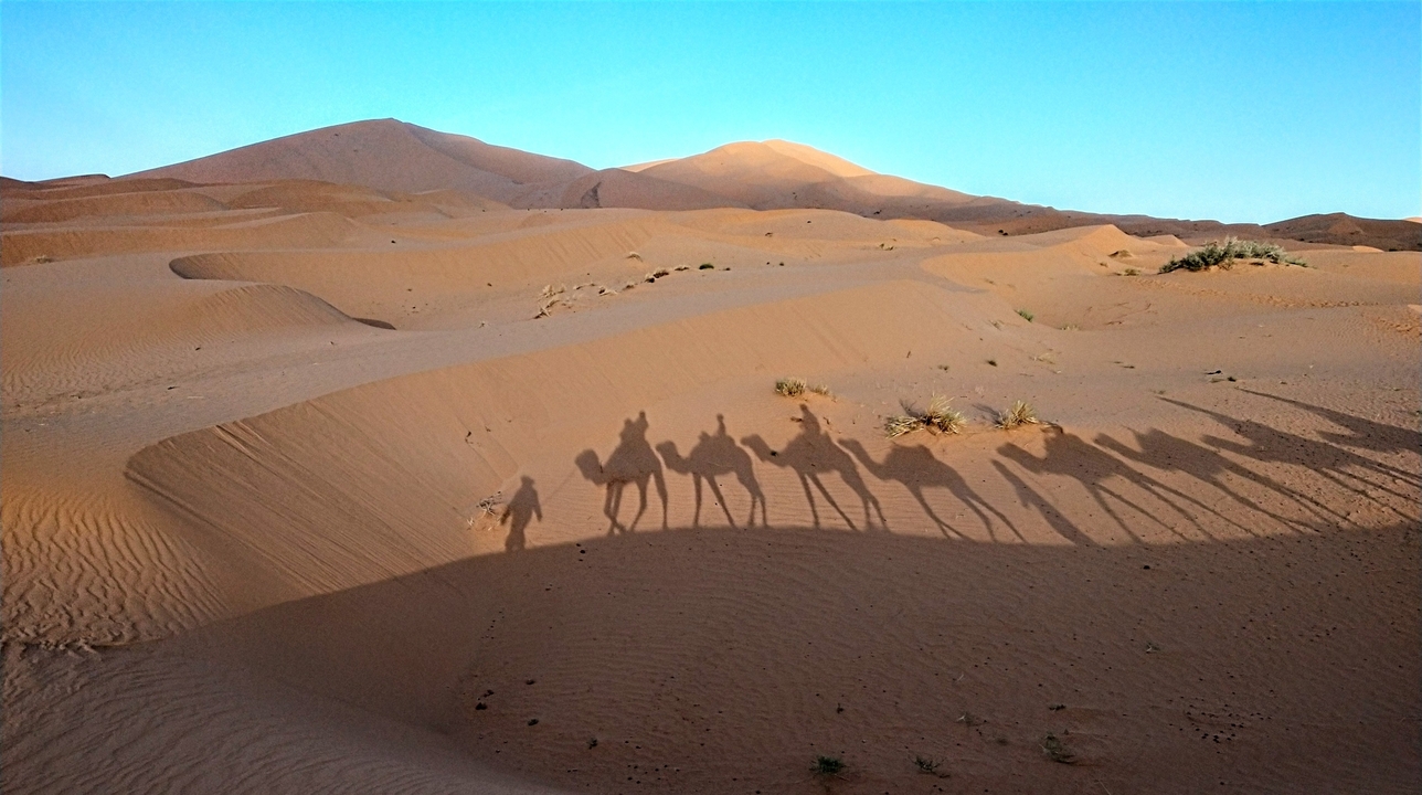 A desert landscape with sand dunes and camel shadows.