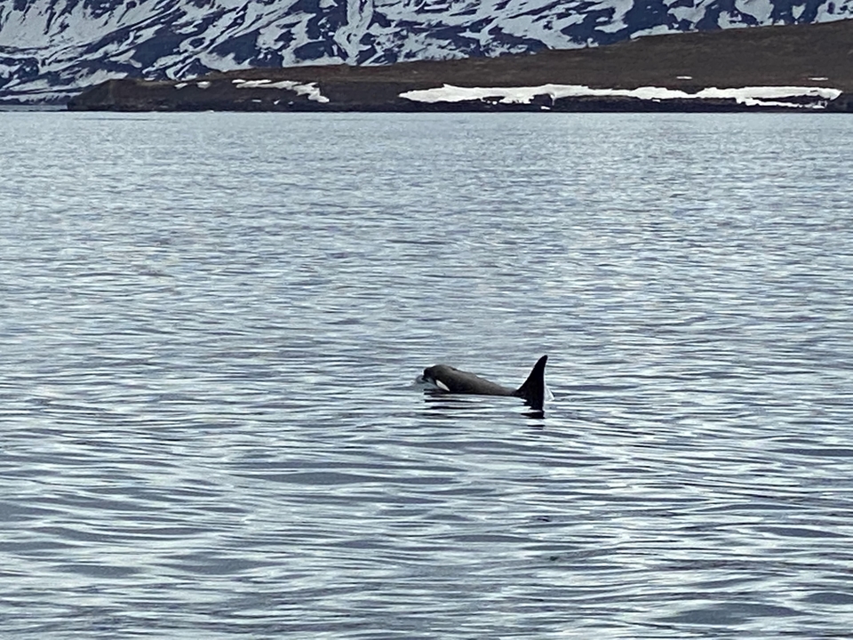 A dolphin or similar aquatic animal surfacing in water.