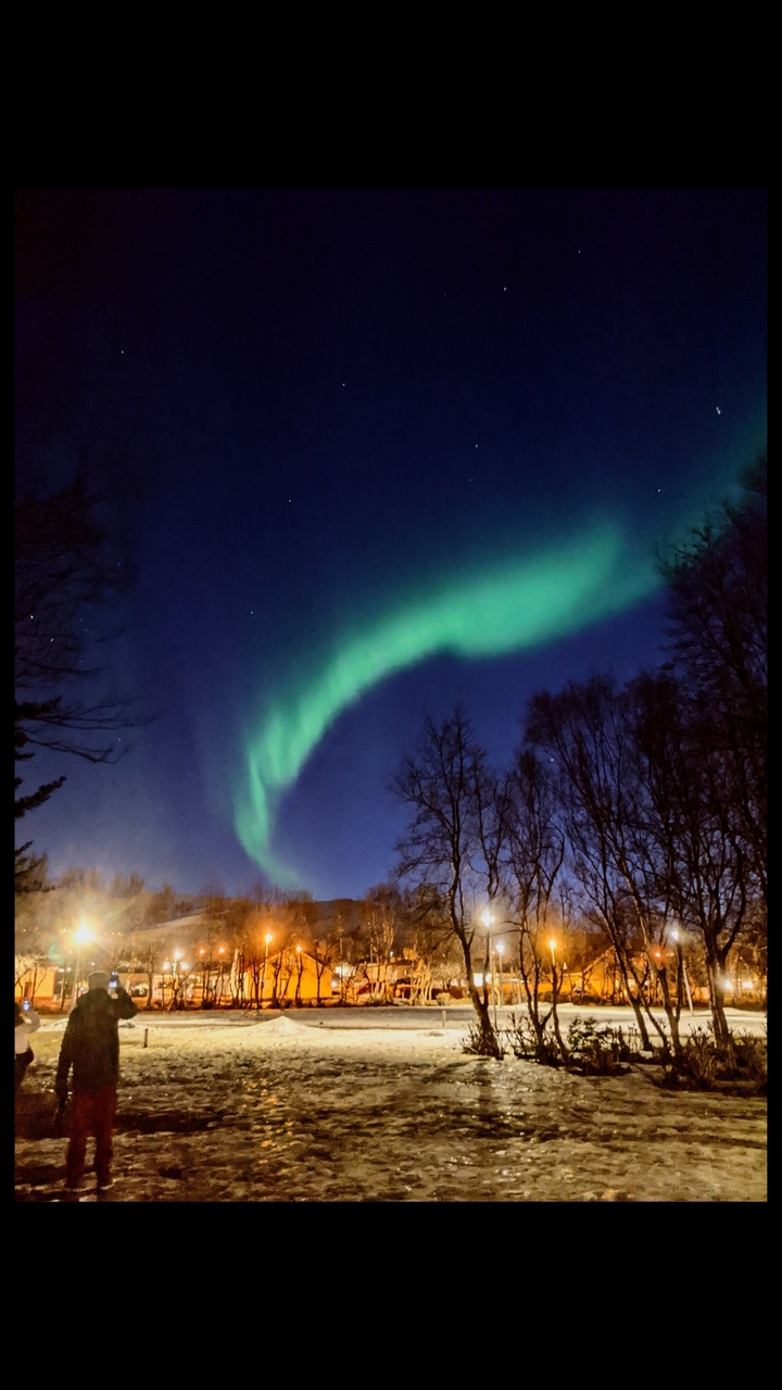 Northern lights over silhouetted trees.