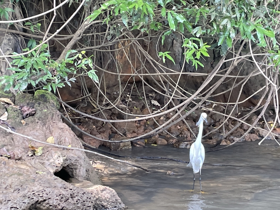 Oiseau blanc debout dans une zone boisée près de l'eau.
