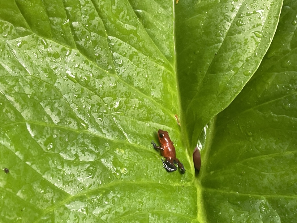 Petite grenouille colorée sur une grande feuille avec des gouttes d'eau.