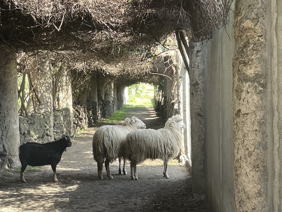 Sheep and goat walking through an archway in a rustic setting.