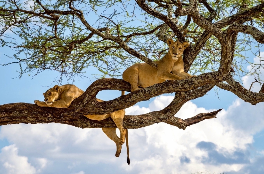 Lions resting on a tree branch in a savanna landscape.