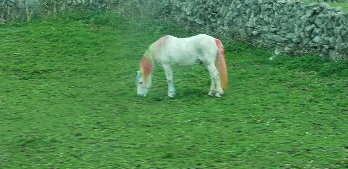 White horse with colored paint grazing in a field.