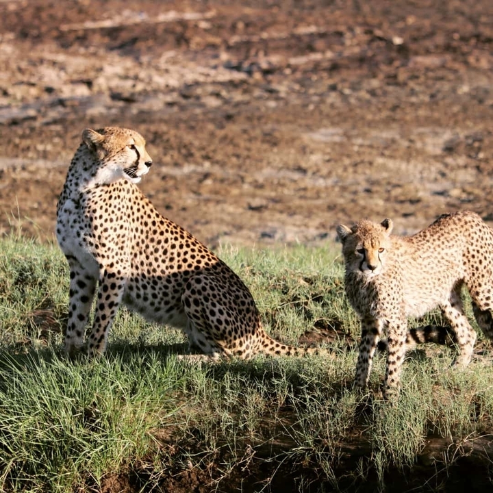Two cheetahs resting on the grass.