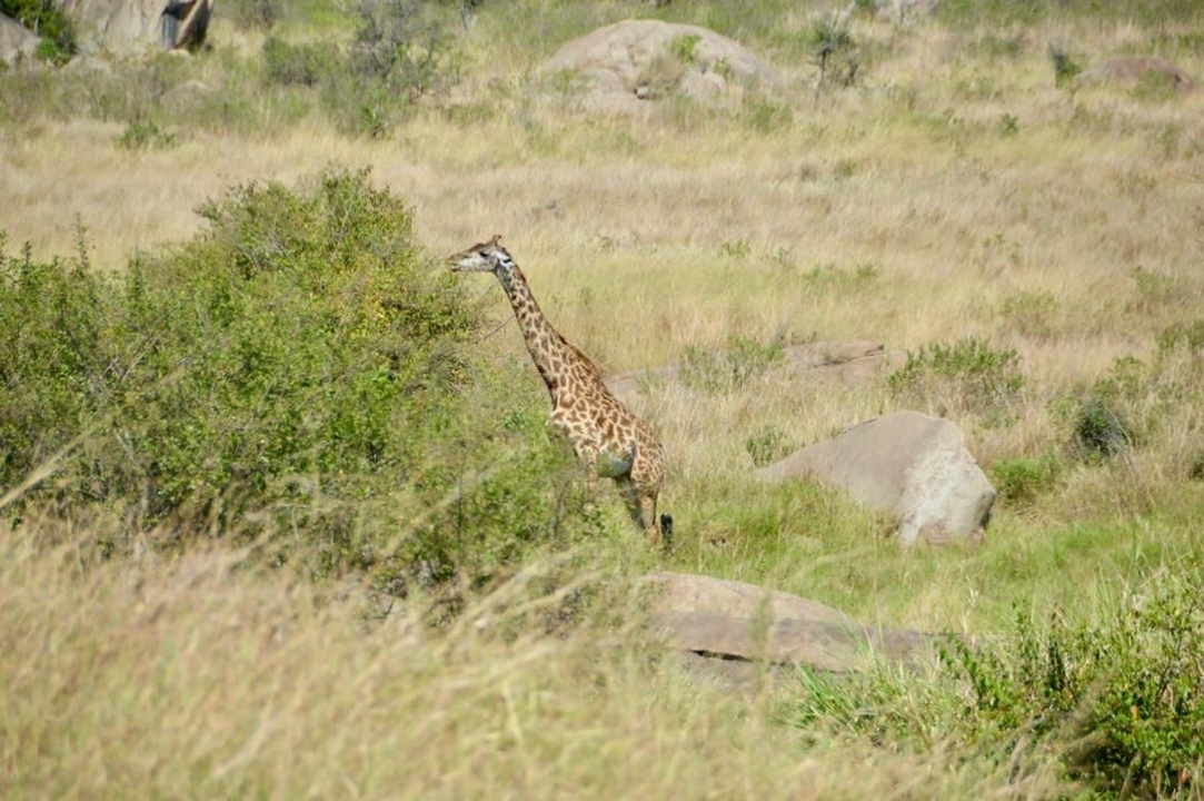Giraffe grazing near bushes in a savannah.