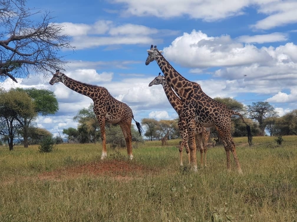 Group of giraffes standing on a grassy plain.