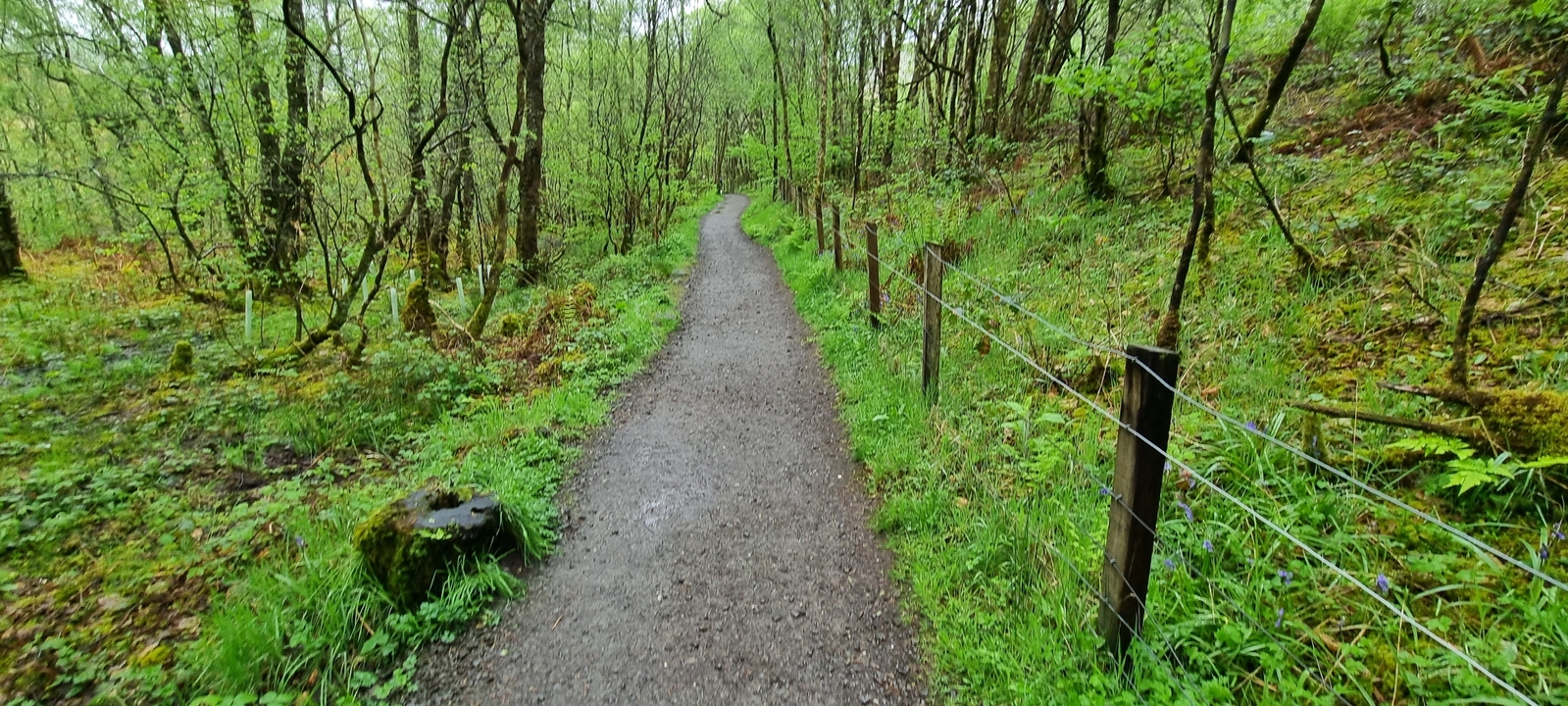 Forest path with vibrant green foliage.