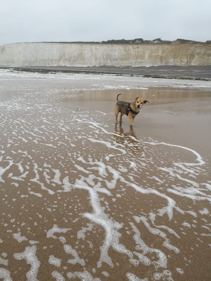 Small dog standing on the wet sand with waves.