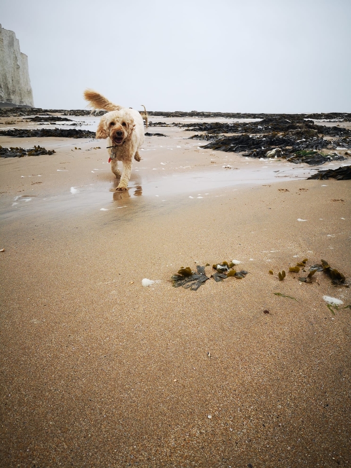 Dog walking on a sandy beach with seaweed.