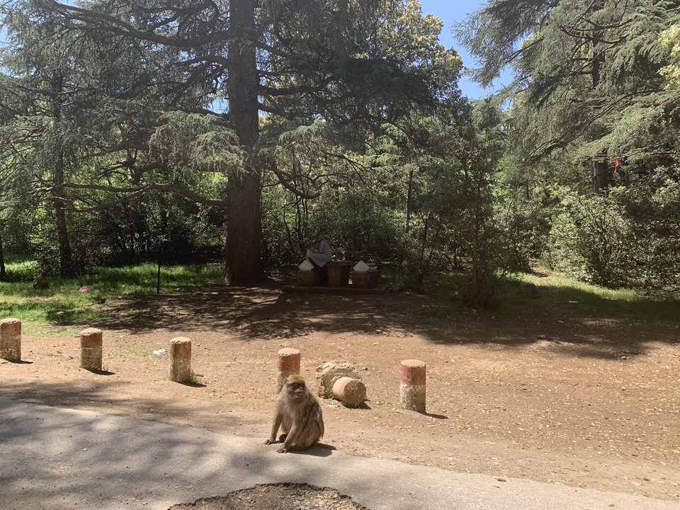 Monkey sitting in a wooded area with a person in the background.