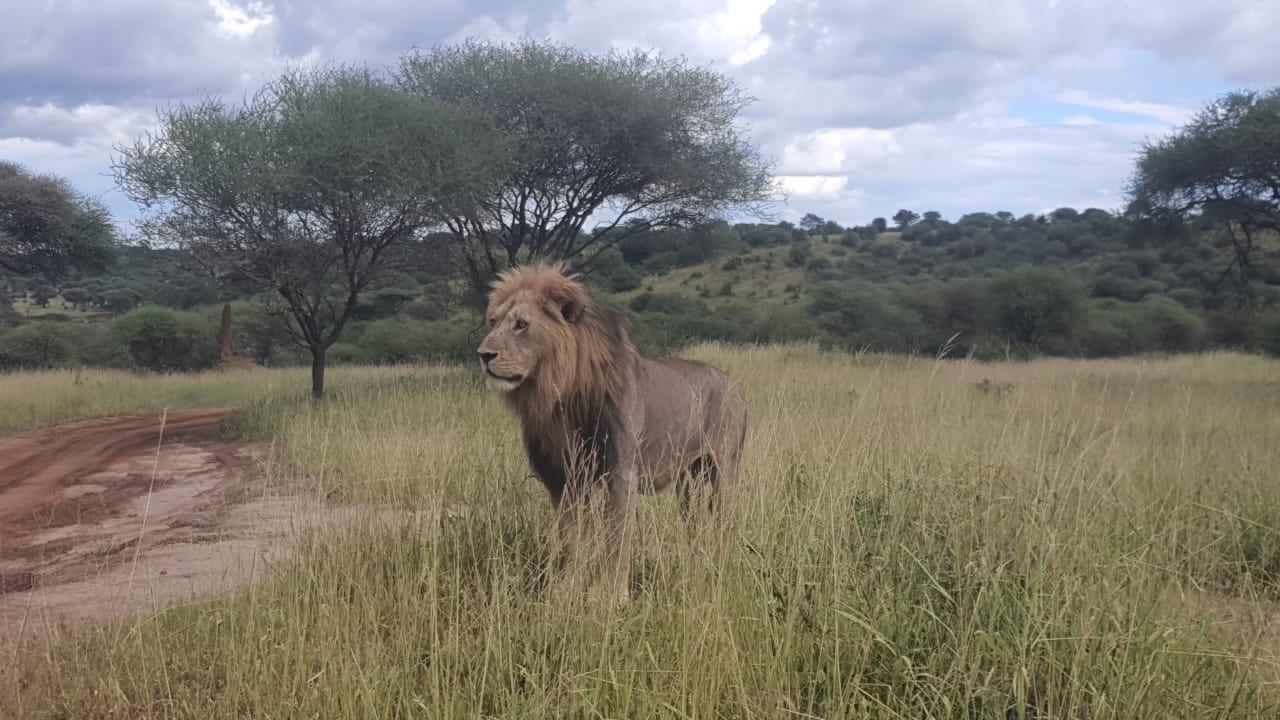 A lion standing in the savannah with acacia trees.
