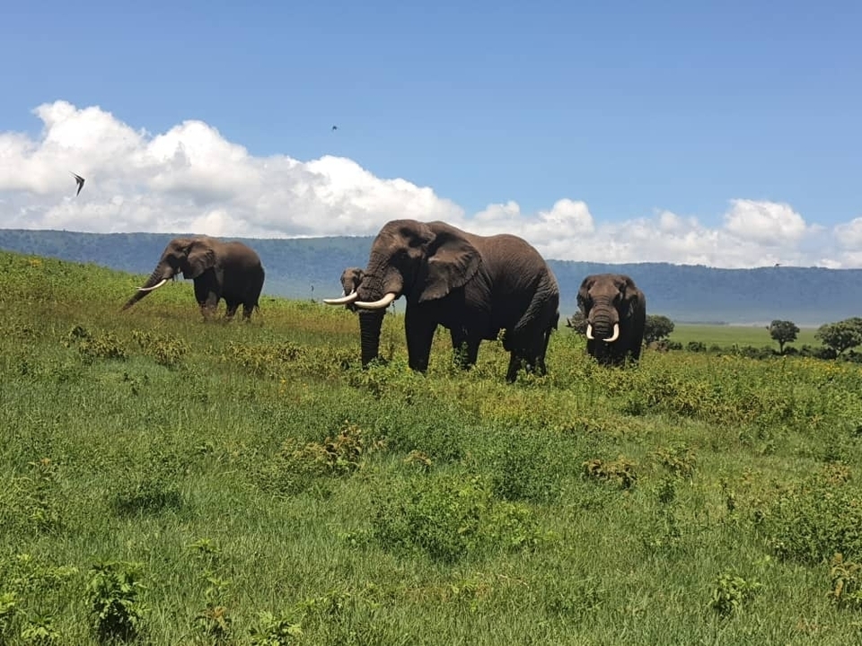 Elephants walking on a grassy field with mountainous backdrop.