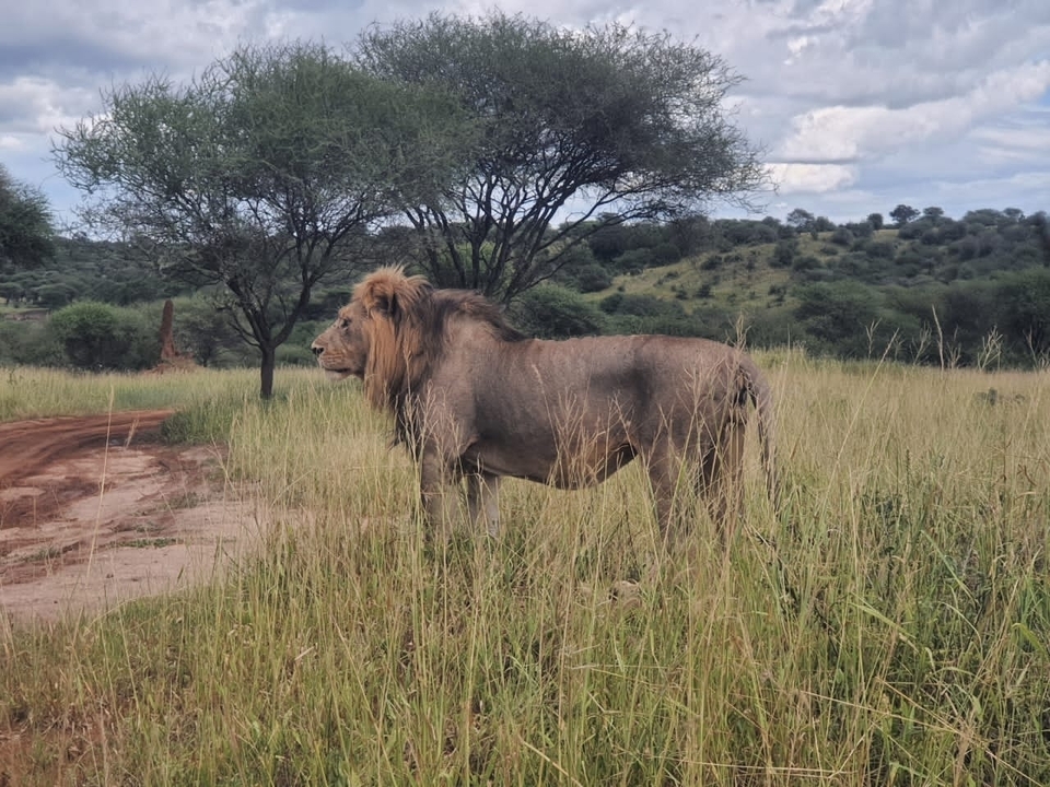 A lion standing in tall grass with cloudy sky.