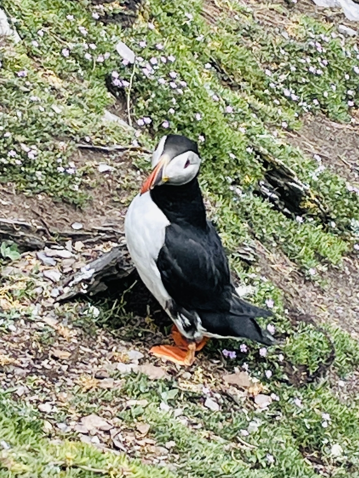 Close-up of a puffin standing on a rocky terrain with greenery.