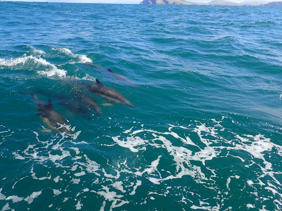 Group of dolphins swimming in the ocean with waves around them.