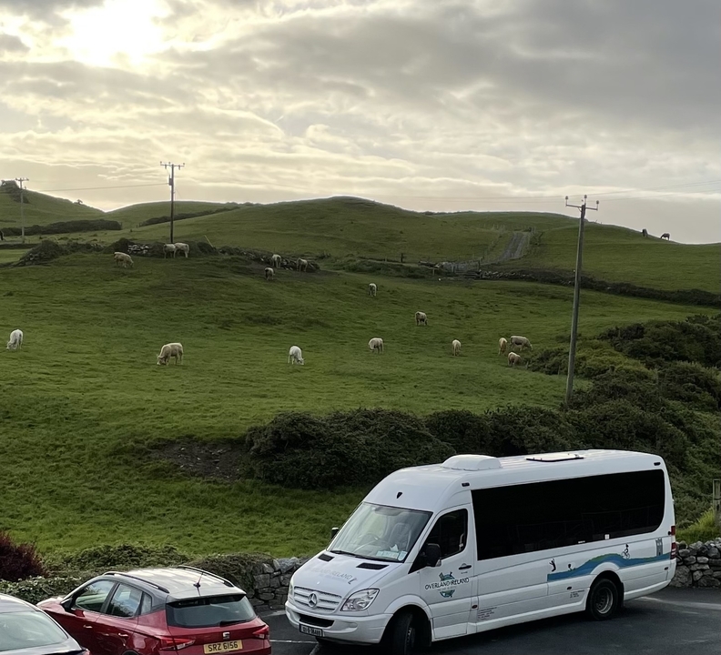 Grazing sheep on rolling green hills with power lines visible
