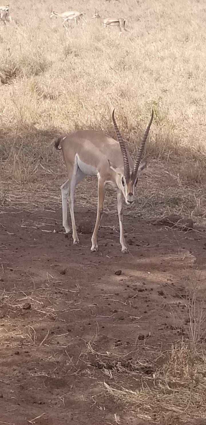 Gazelle debout sur un terrain herbeux.