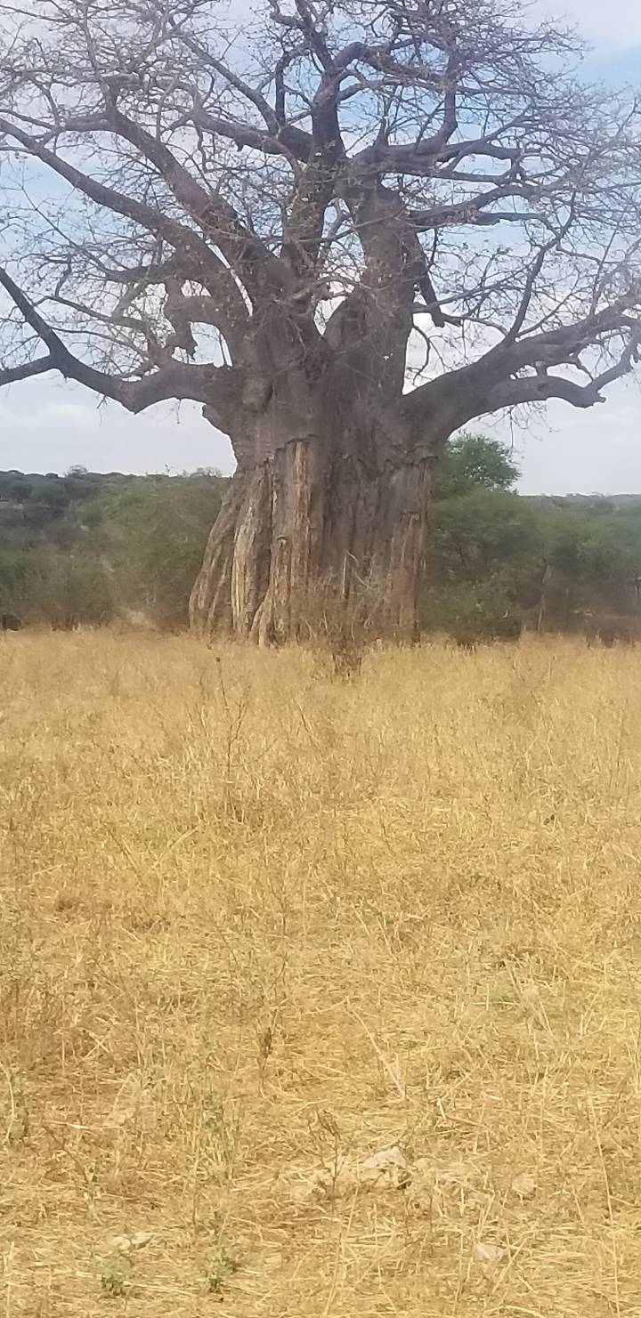 Grand arbre se dressant dans un champ herbeux et sec.