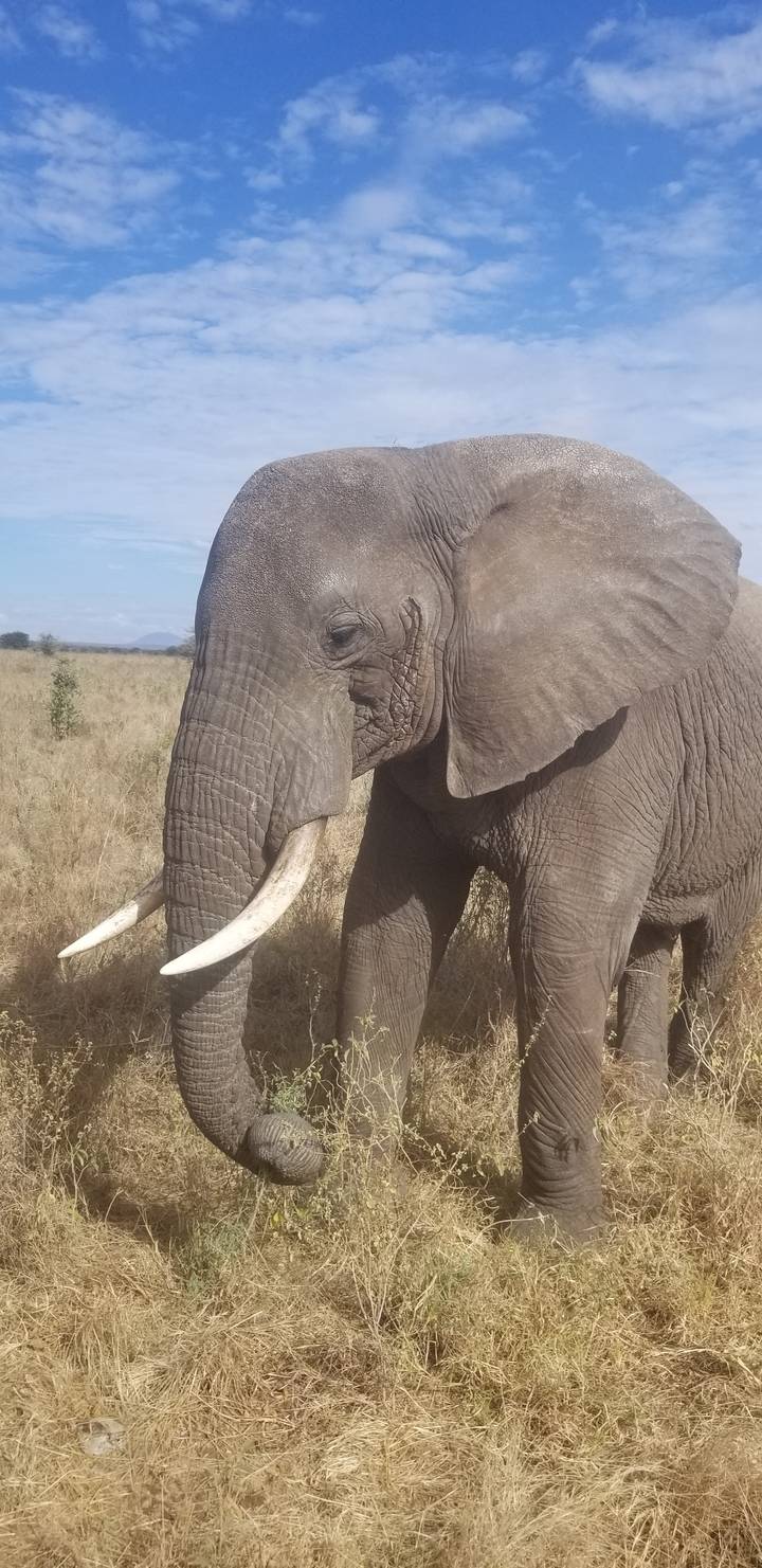 Éléphant mangeant dans une zone herbeuse.