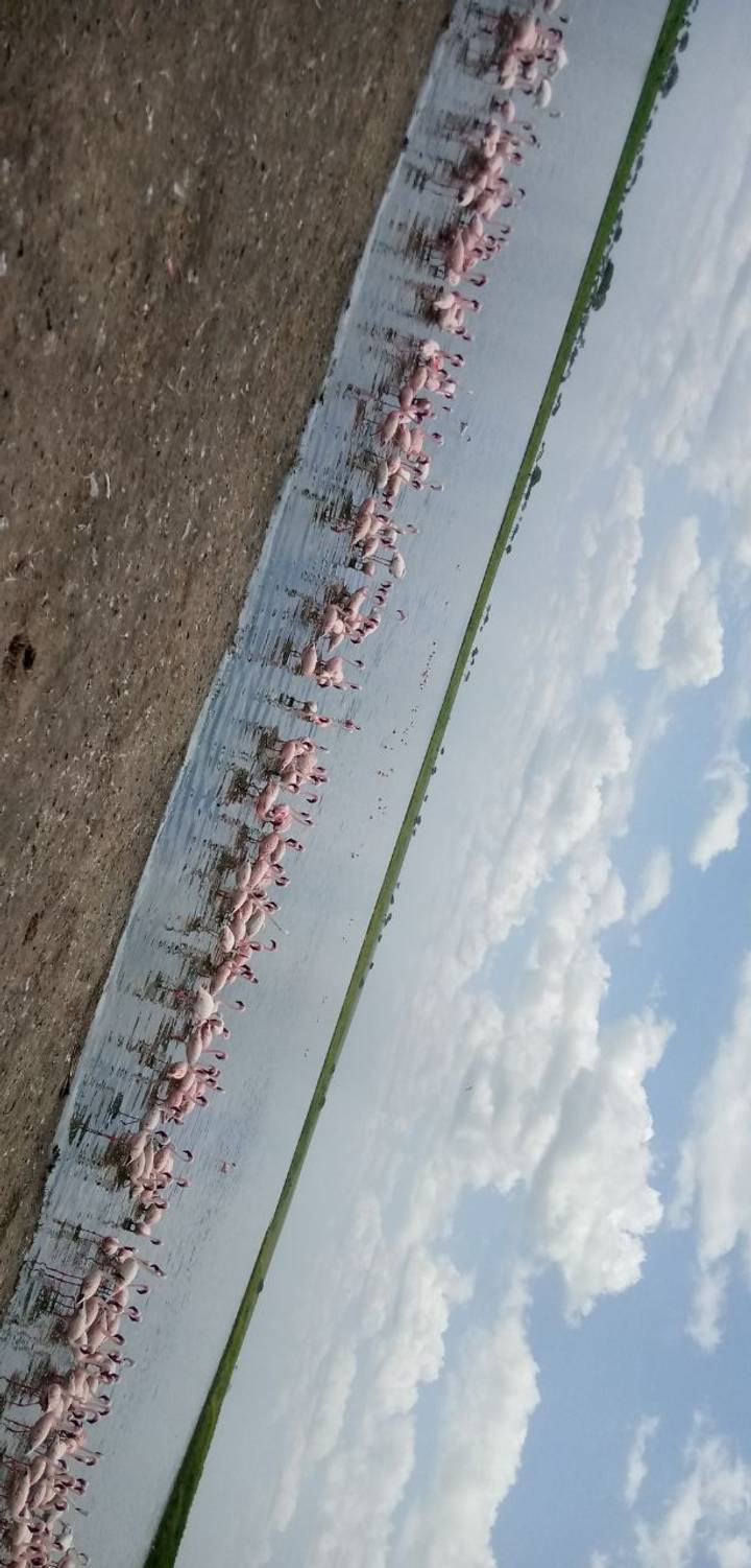 Des flamants roses debout dans un lac.