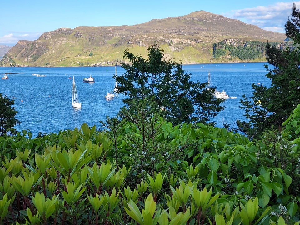 A view of boats in a bay surrounded by greenery.