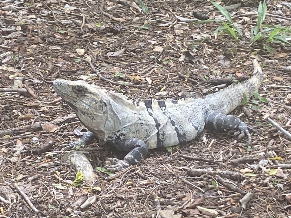 A large iguana on a forest floor.