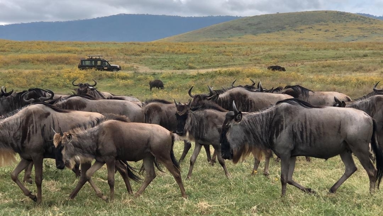 A herd of wildebeest grazing in a field with a safari vehicle.