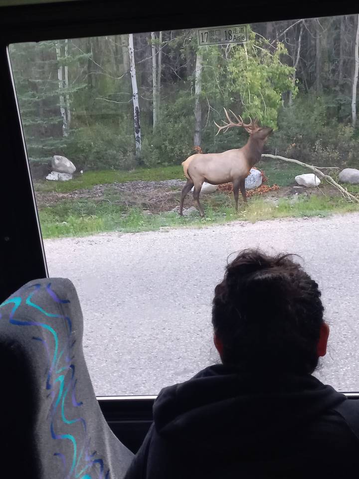 Élan debout sur une route avec une personne au premier plan