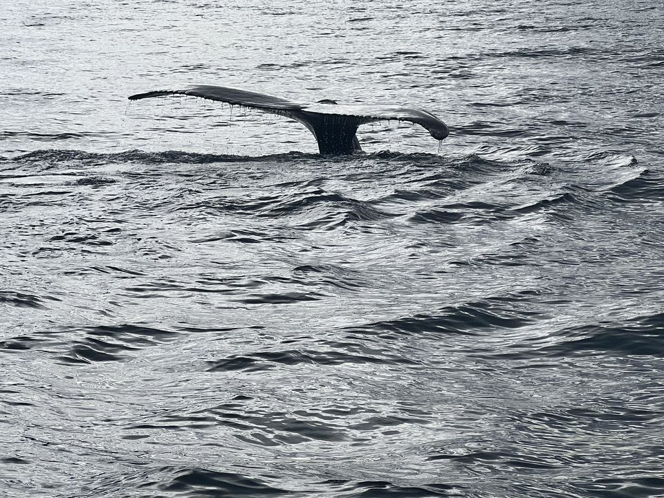 A whale's tail in the ocean.