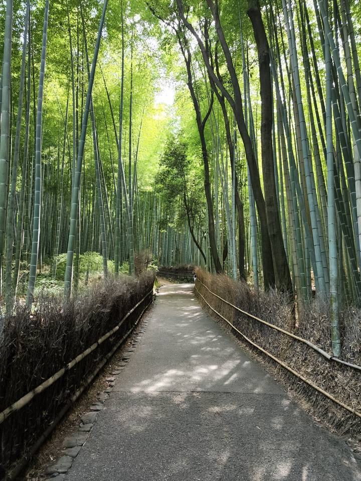 Pathway through a bamboo forest.