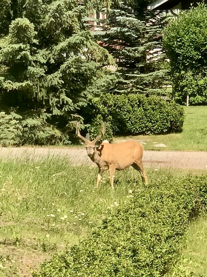 Deer standing in a grassy area with trees