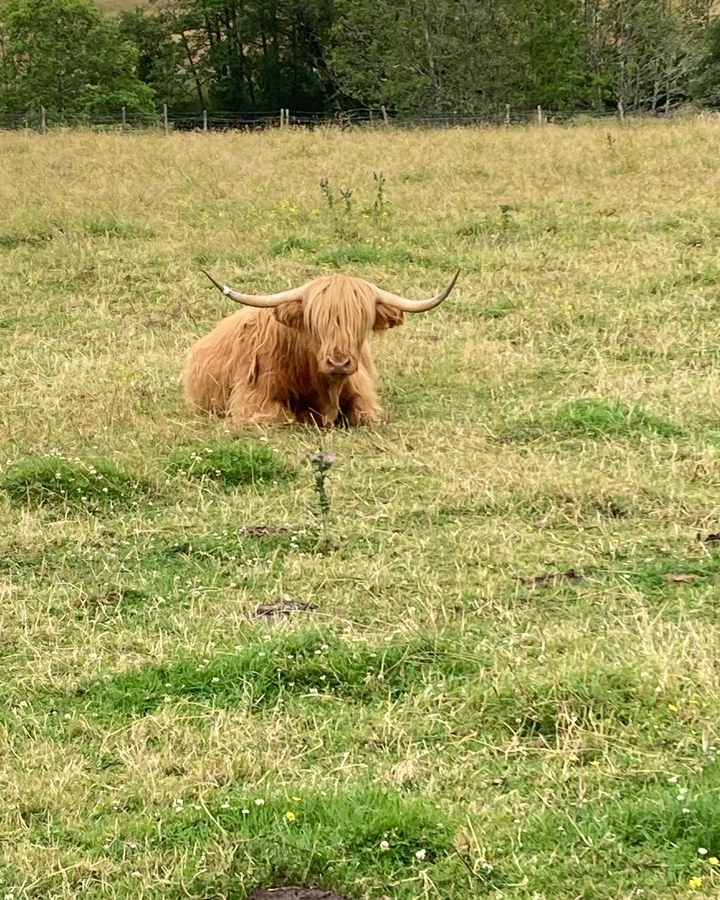 Highland cow lying on grassy field.