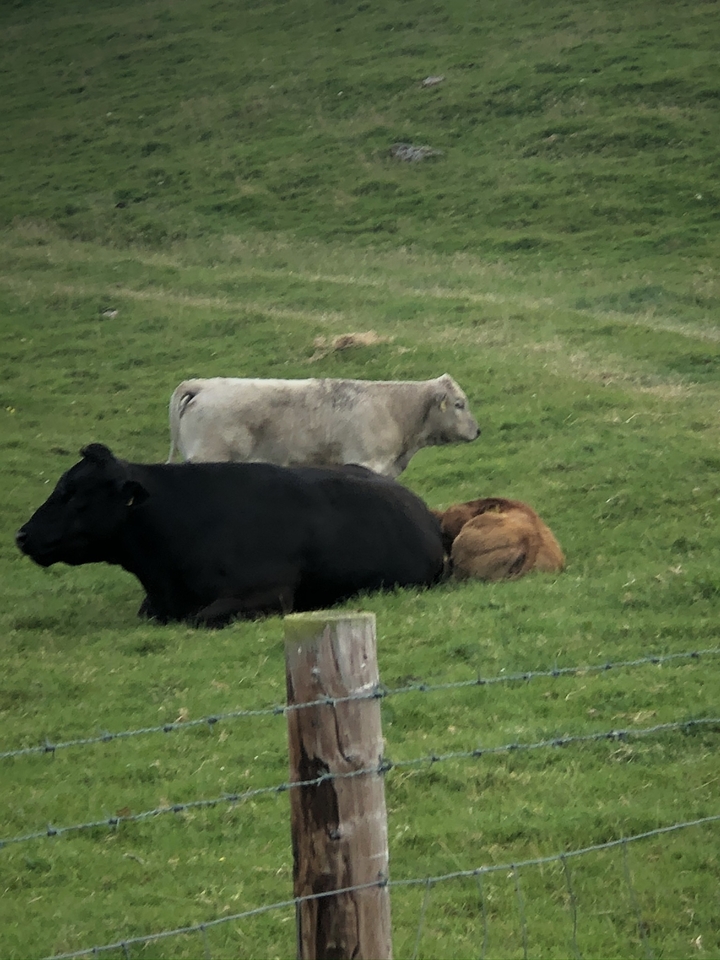Cows lying and grazing in a grassy field.