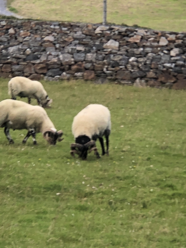 Sheep grazing in a grassy field.