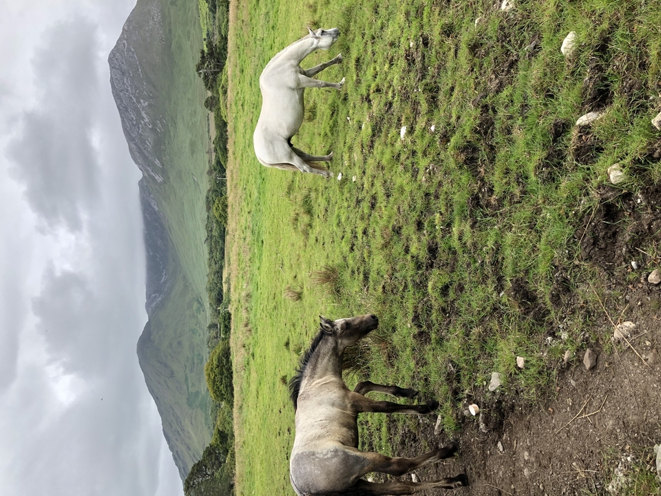 Horses grazing in a field with mountains.