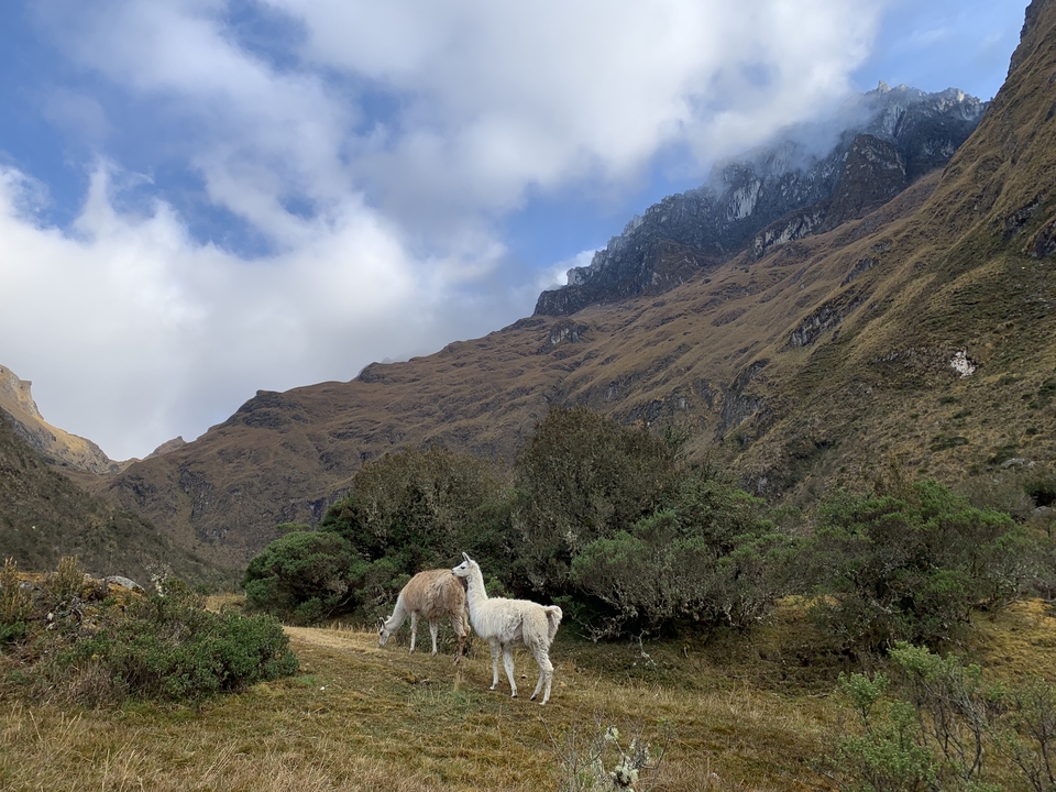 Two llamas grazing in a mountain landscape.