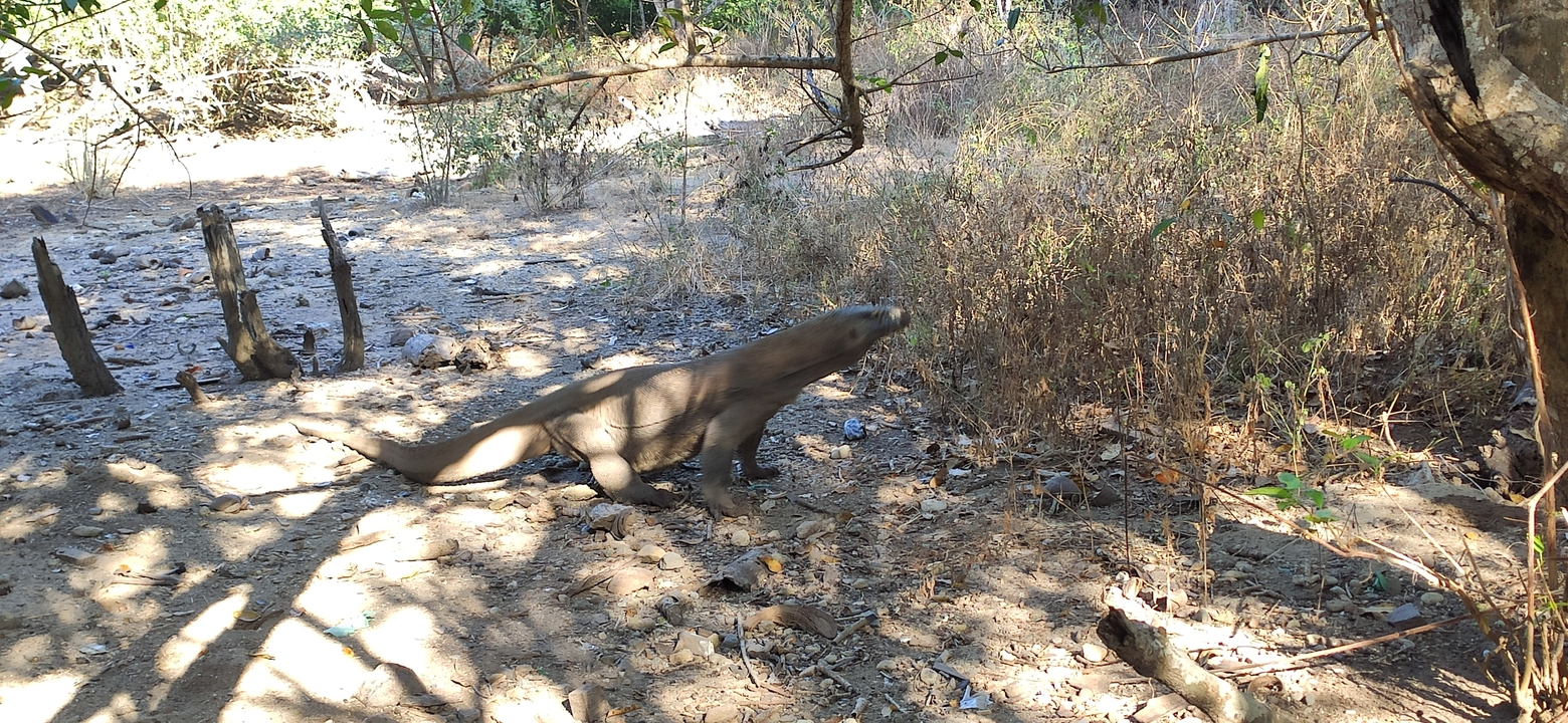 Komodo dragon standing on a dry, rocky terrain.