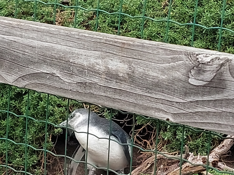 Penguin near a wooden fence with greenery.