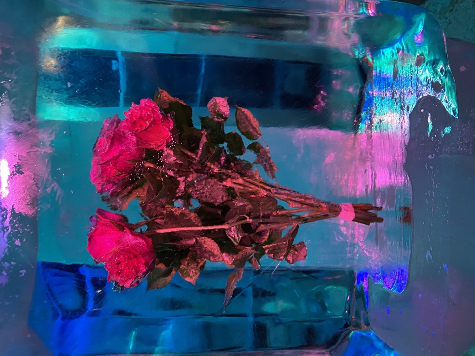 Roses encased in ice with vibrant lighting.
