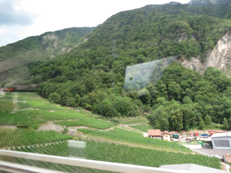 Blurry image of a lush green hillside