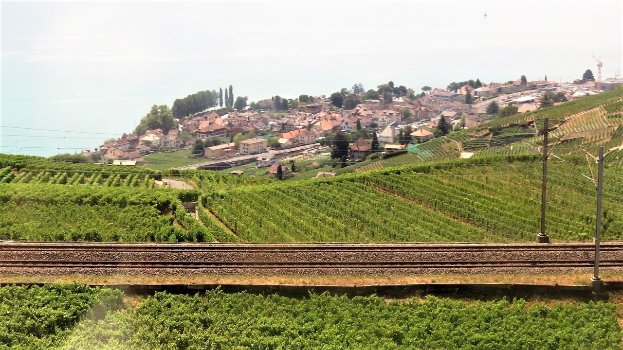Vineyard with railway tracks running through, near a lake town.